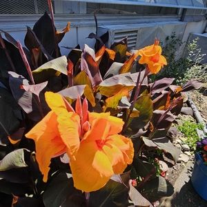 Meet your Posher, Dawn